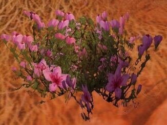 A close-up view of Mageroyal, a rare herb prized by enchanters and alchemists in WoW, showcasing its delicate petals and ethereal glow.